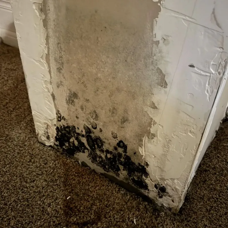 Professional Mold Removal in Pine Valley, CA